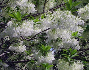 FREE SHIPPING - White Fringe Old Man's Beard Tree Starter Plant 4-12"
