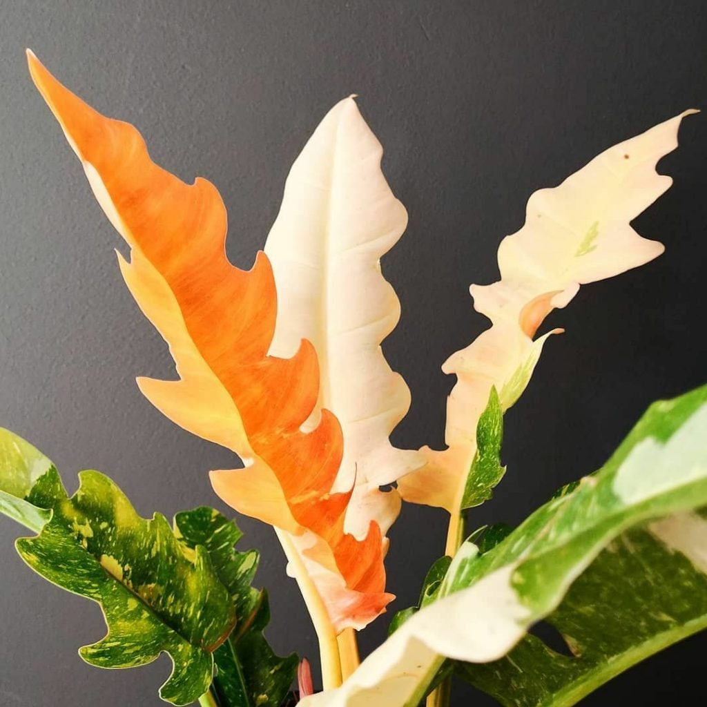 philodendron radiatum variegata Philodendron RADIATUM main image 1