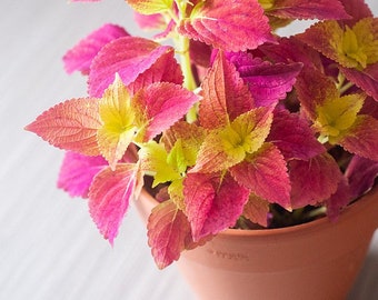 Alabama Sunset Coleus Starter Plant (ALL Starter Plants REQUIRE You to Purchase 2 plants) ships mid spring