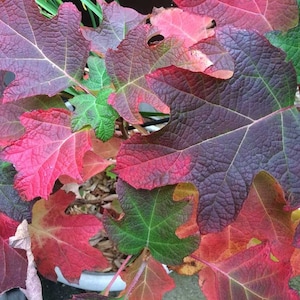 Op de afbeelding: Close-up van eikenbladhortensia bladeren in herfstkleuren. De bladeren vertonen een reeks tinten, waaronder diep bordeauxrood, levendig rood en groentinten. De getextureerde bladeren hebben prominente nerven.