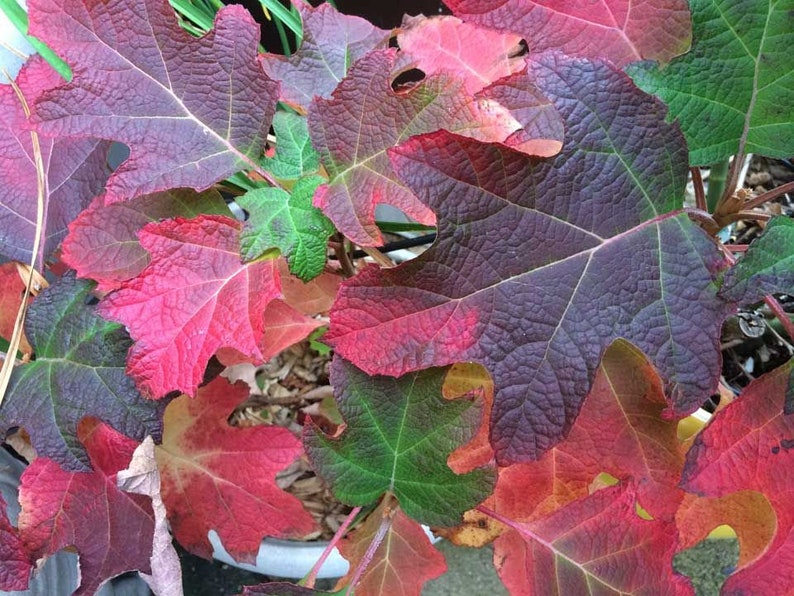 Op de afbeelding: Close-up van eikenbladhortensia bladeren in herfstkleuren. De bladeren vertonen een reeks tinten, waaronder diep bordeauxrood, levendig rood en groentinten. De getextureerde bladeren hebben prominente nerven.