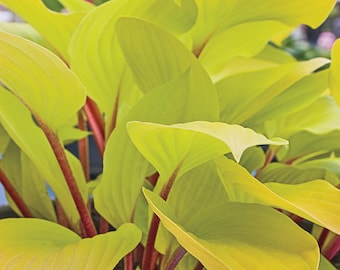 FREE SHIPPING - Fire Island Hosta Shade Plants