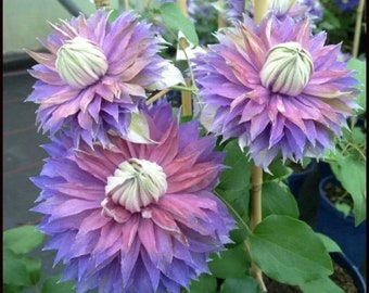 Multicolor Clematis Diamantina Double Vine Starter Plant (ALL Starter Plants REQUIRE You to Purchase 2 plants)