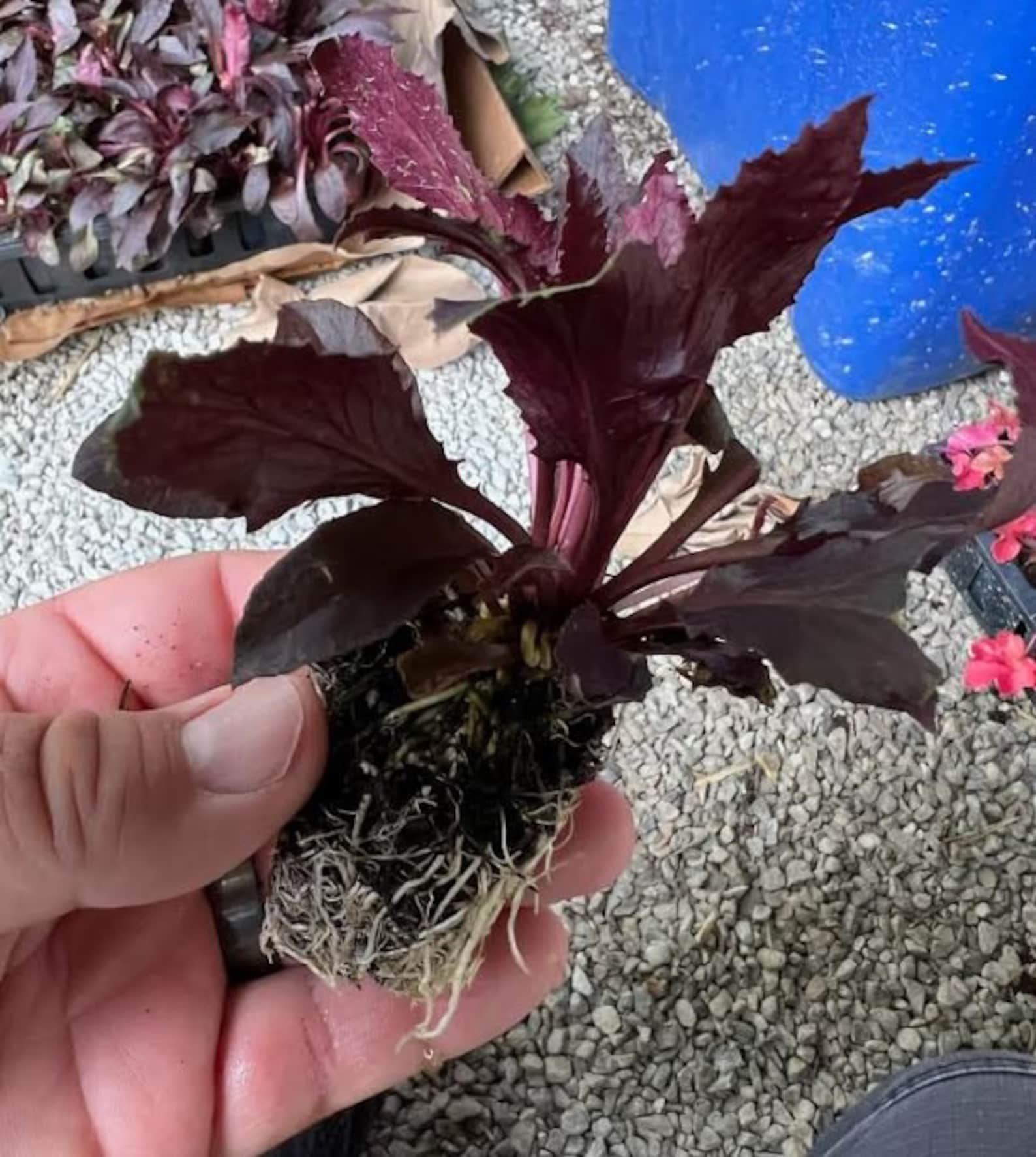 Black Cardinal Flower Starter Plant ALL Starter Plants Etsy