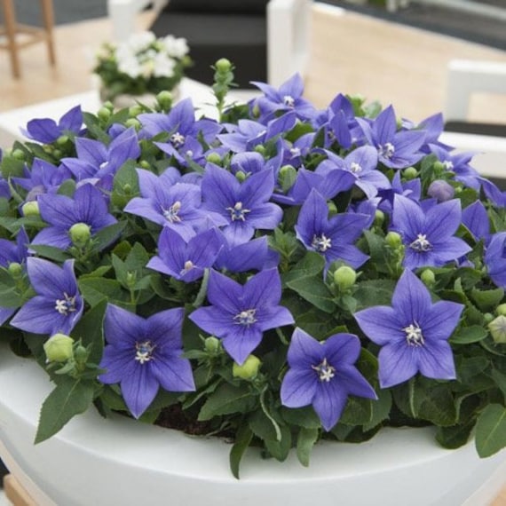 ceramic flower planter Ceramic Flower Pot with Drainage and Bamboo Tray