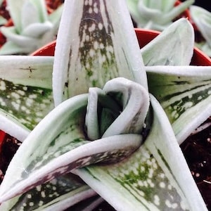 Variegated Aloe Green Ice Succulent Starter Plants (ALL Starter Plants REQUIRE You to Purchase 2 plants)