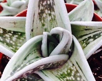 Variegated Aloe Green Ice Succulent Starter Plants (ALL Starter Plants REQUIRE You to Purchase 2 plants)