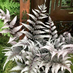 Silver Metallic Japanese Fern Plant Starter (ALL Starter Plants REQUIRE You to Purchase 2 plants) Low Light House Plants