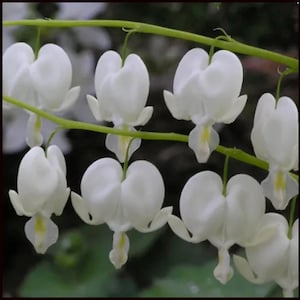 Alba White Bleeding Hearts Bush Starter Plant (ALL Starter Plants REQUIRE You to Purchase 2 plants)