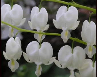 Alba White Bleeding Hearts Bush Starter Plant (ALL Starter Plants REQUIRE You to Purchase 2 plants)