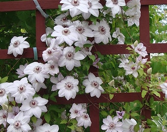 White Clematis Vine Starter Plant (ALL Starter Plants REQUIRE You to Purchase 2 plants)