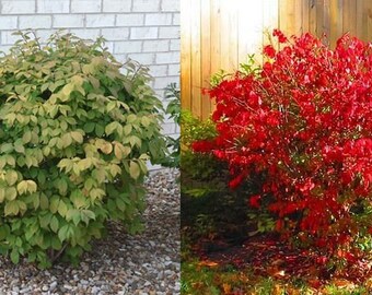 Burning Bush Seedling Starter Plant ALL Starter Plants - Etsy