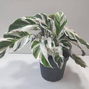 White Fusion Calathea Starter Plant plug (ALL Starter Plants REQUIRE You to Purchase 2 plants)