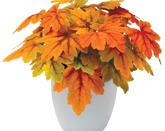 Sweet Tea Heuchera Starter Plant (ALL Starter Plants REQUIRE You to Purchase 2 plants)