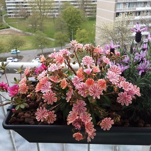 Little Plum Lewisia Live Starter Plant ALL Starter Plants REQUIRE You to Purchase 2 plants Bi-tone Flowers image 1