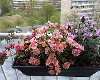 Little Plum Lewisia Live Starter Plant Bi-tone Flowers FREE SHIPPING