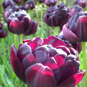 Black Hero Double Tulip Bulbs Live Plant (ALL Starter Plants/Bulbs REQUIRE You to Purchase 2 plants/bulbs) Rare NEW Black Flowers