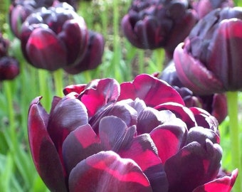 Black Hero Double Tulip Bulbs Live Plant (ALL Starter Plants/Bulbs REQUIRE You to Purchase 2 plants/bulbs) Rare NEW Black Flowers