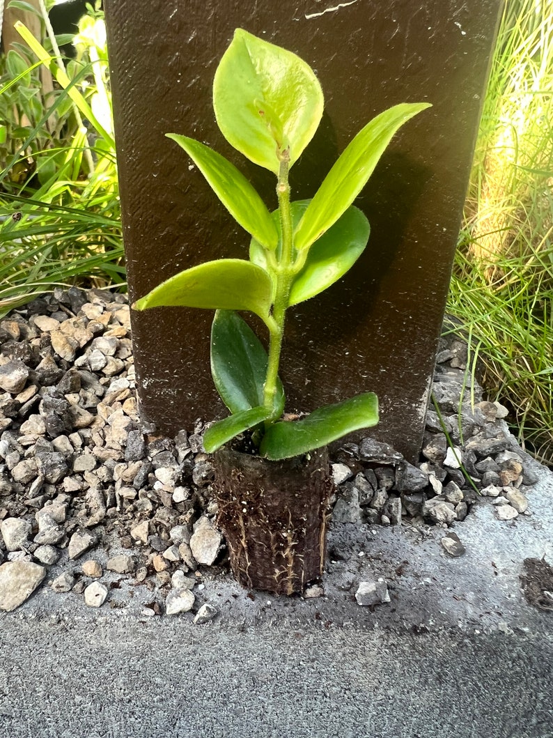 Red Lipstick Plant Etsy