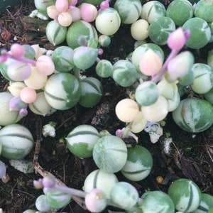 Variegated String of Pearls Starter Plant (ALL Starter Plants REQUIRE You to Purchase 2 plants)