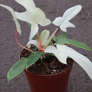 May include: A white variegated plant with green leaves in a brown pot. The plant has a red stem and is growing in a brown pot with a white number 50 written on it.