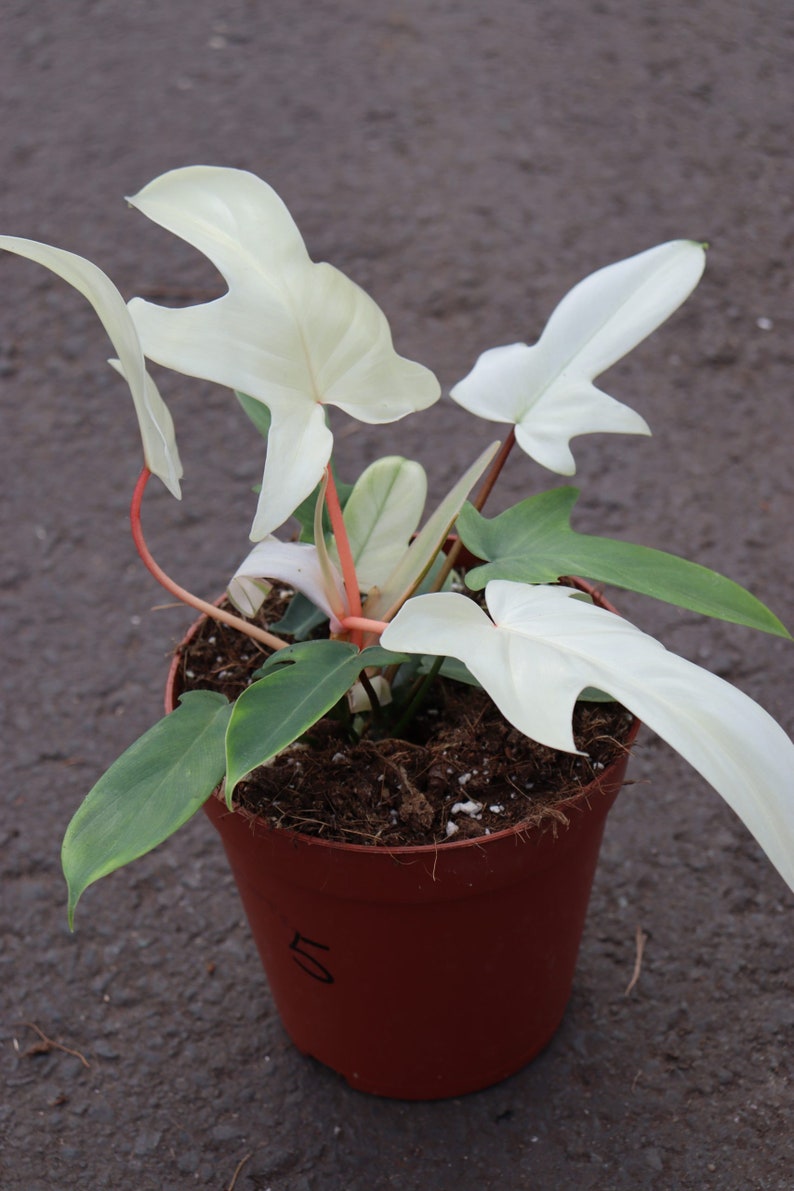 FREEplantShippingCo Philodendron - Thumbnail 3
