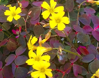 FREE SHIPPING - Burgundy Oxalis