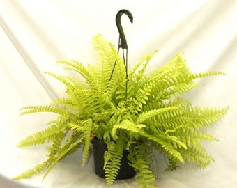 Boston Fern Lime Green Plant Starter (ALL Starter Plants REQUIRE You to Purchase 2 plants)Low Light House Plants