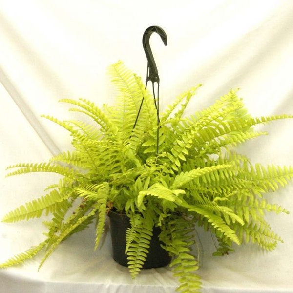 Boston Fern Lime Green Plant Starter (ALL Starter Plants REQUIRE You to Purchase 2 plants)Low Light House Plants