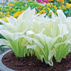 May include: A close-up of a hosta plant with large, white leaves and green stems. The leaves have prominent veining, and the plant is potted in dark soil. The background features other plants with yellow and pink flowers.