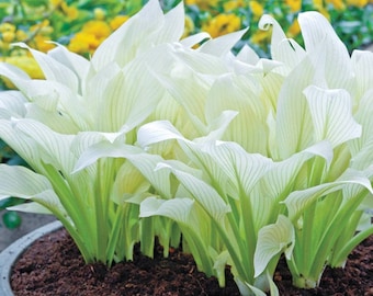 White Feather Hosta Bulbs (ALL Starter Plants REQUIRE You to Purchase 2 plants)