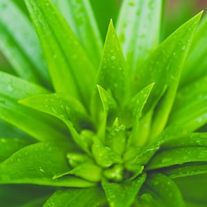 Green foliage art photo print