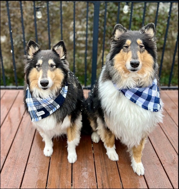 Tartan bandana for clearance dogs