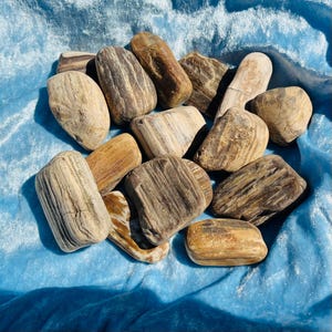 May include: A collection of 12 smooth, polished petrified wood stones in shades of brown, gray, and white. The stones have a natural, wood-like grain pattern.