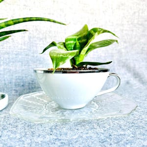 Upcycled antique teacup planter, 3.5”x2” tall plant pot with drainage and polkadot dish