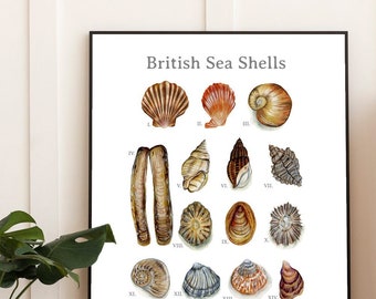 British Sea Shells Fine Art Print | Sea Shells Poster | Nautical Art