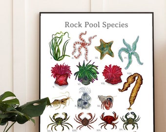 Rock Pool Fine Art Print | Sea Life Poster | Nautical Art