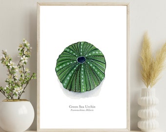 Green Urchin Fine Art Print | Marine Life Art | Wall Art