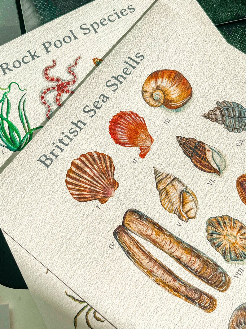 British Sea Shells Watercolor Art Print | Coastal Nautical Decor - Etsy