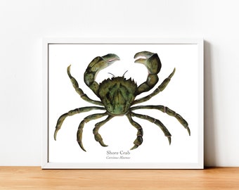 Shore Crab Fine Art Print | Rockpooling Art | Wall Art