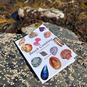 Fickguide för strandnära utforskning från The Ocean Lover's Guide | Interaktiv naturguide | Snäckskalguide