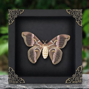 May include: A large moth with brown, tan, and pinkish-grey wings and a fuzzy white body, displayed inside a square black shadow box frame. The frame features ornate, metallic gold-coloured filigree corner accents on each of the four corners.