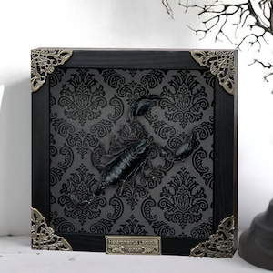 Real Scorpion Gothic Artwork Frame Real Insect Shadow Box Unique Christmas Gift For Insect Lover Black Wall Decor Oddity Witch Wall Display