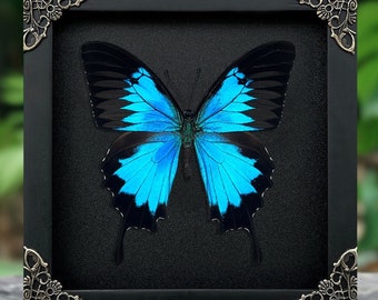 Mothers Day Gift, Gift For Mom, Birthday Gift For Sister ,Mothers Wooden Frame, Gift Idea For Grandma, Framed Papillio Butterfly
