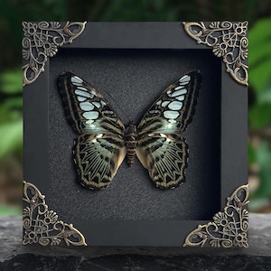 May include: A framed butterfly specimen with a black frame and decorative corner details. The butterfly's wings display a complex pattern of blue, green, and brown against a dark backdrop. Decorative item.