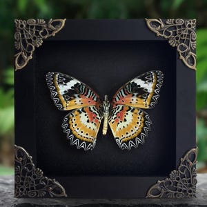 May include: A framed butterfly display. The butterfly has orange, yellow, black, and white patterns on its wings. The black frame has ornate corner accents. The background is black.