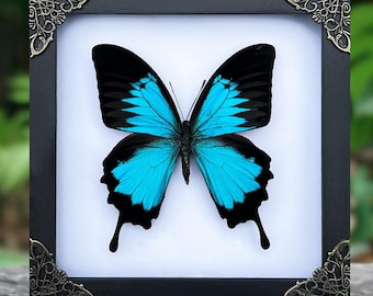 Wall Decor Butterfly Entomology Shadow Box , Spooky Gift Insect Lover ,Dried Insect Frame Taxadermy Table Top,Oddities Artwork Gallery