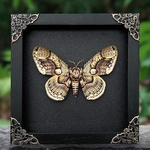 May include: A framed sculpture of a moth, featuring detailed wing patterns in gold and brown hues. The moth is set against a black backdrop within a black frame, adorned with decorative corner accents. The artwork is displayed on a stone surface.