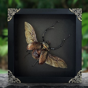 May include: A framed insect display featuring a large beetle with outstretched wings. The beetle is brown and tan, set against a black background within a black frame. Decorative gold corner accents.