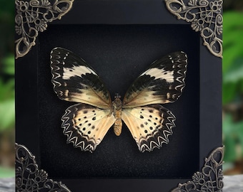 Real Framed Butterfly Leopard Lacewing Dried Insect Handmade